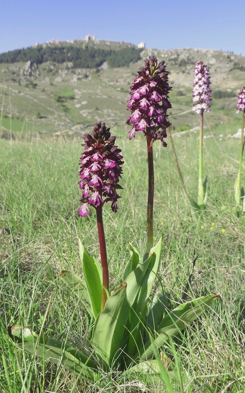 Orchis militaris, Orchis purpurea, Orchis x hybrida  Preappennino aquilano -  2022.